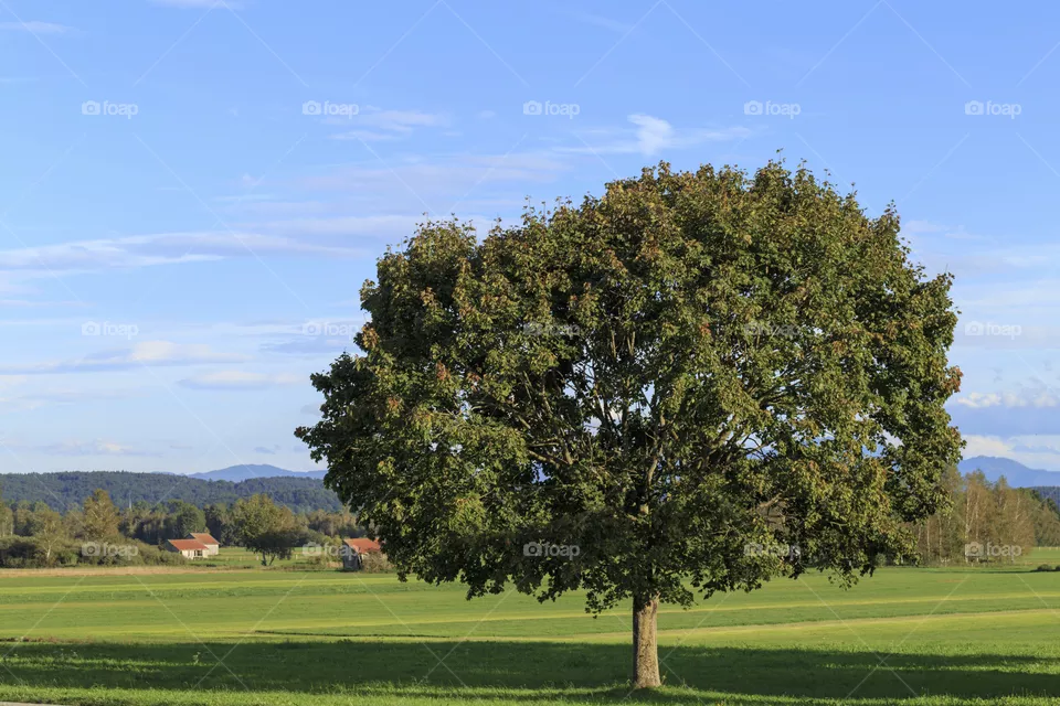 Tree