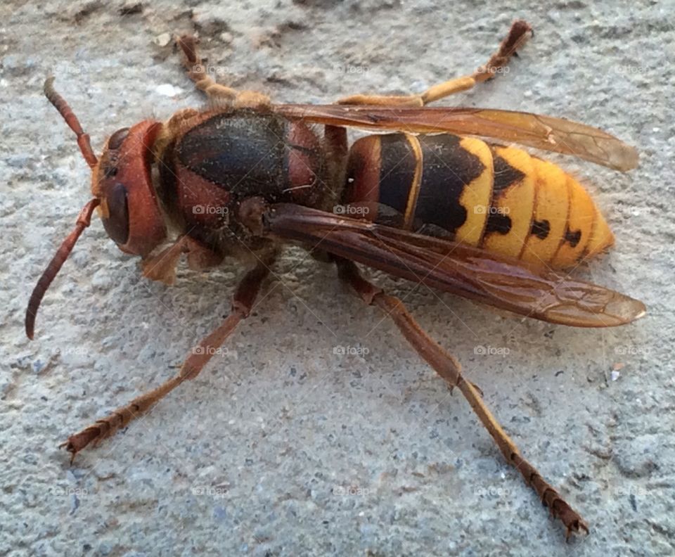Giant wasp. Giant wasp