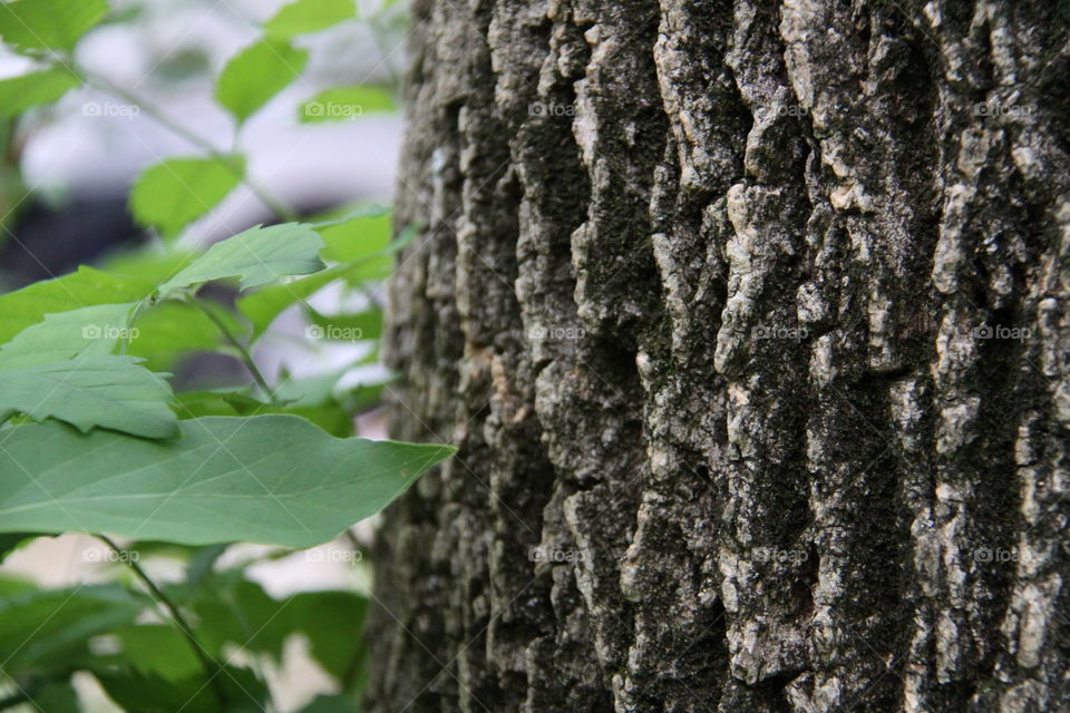 Tree Bark