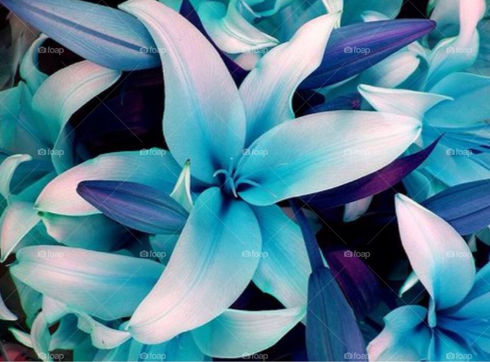 Blue lilies