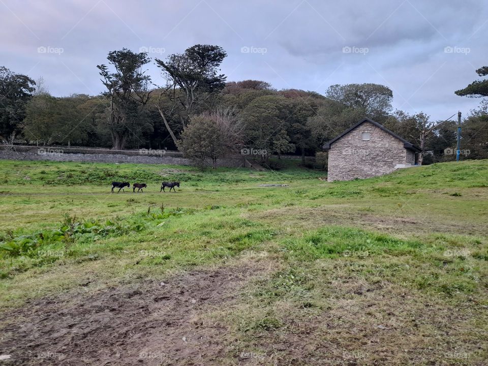 Donkeys heading home Ireland