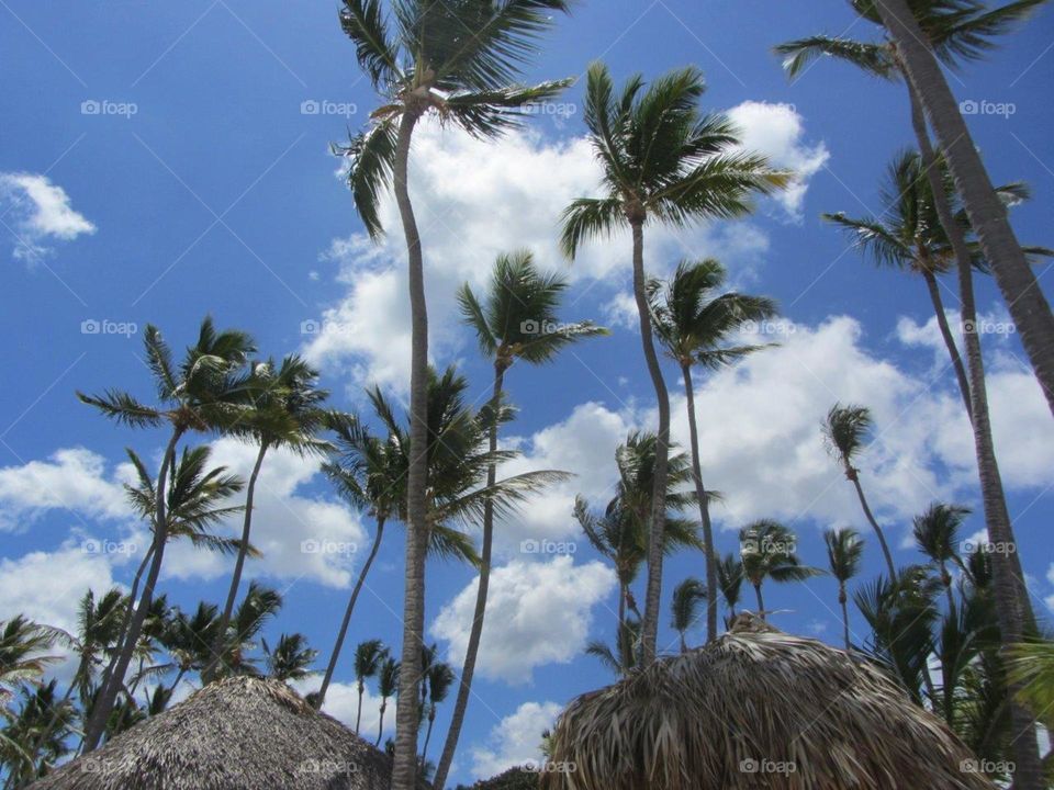 Cabana tops & palm trees on beach, blue sky with fluffy clouds.