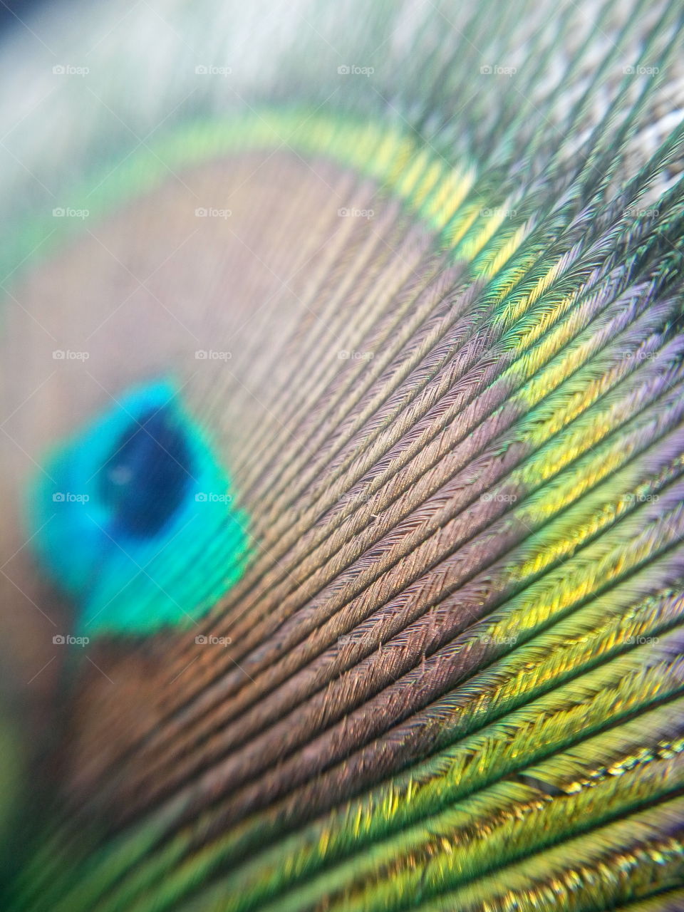 the most beautiful and stunning photo of peacock feather