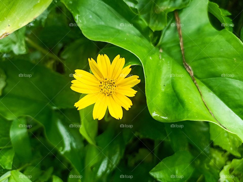 Close-up of bright yellow flowers on a rich green background. The flower has many petals and a center containing small seeds