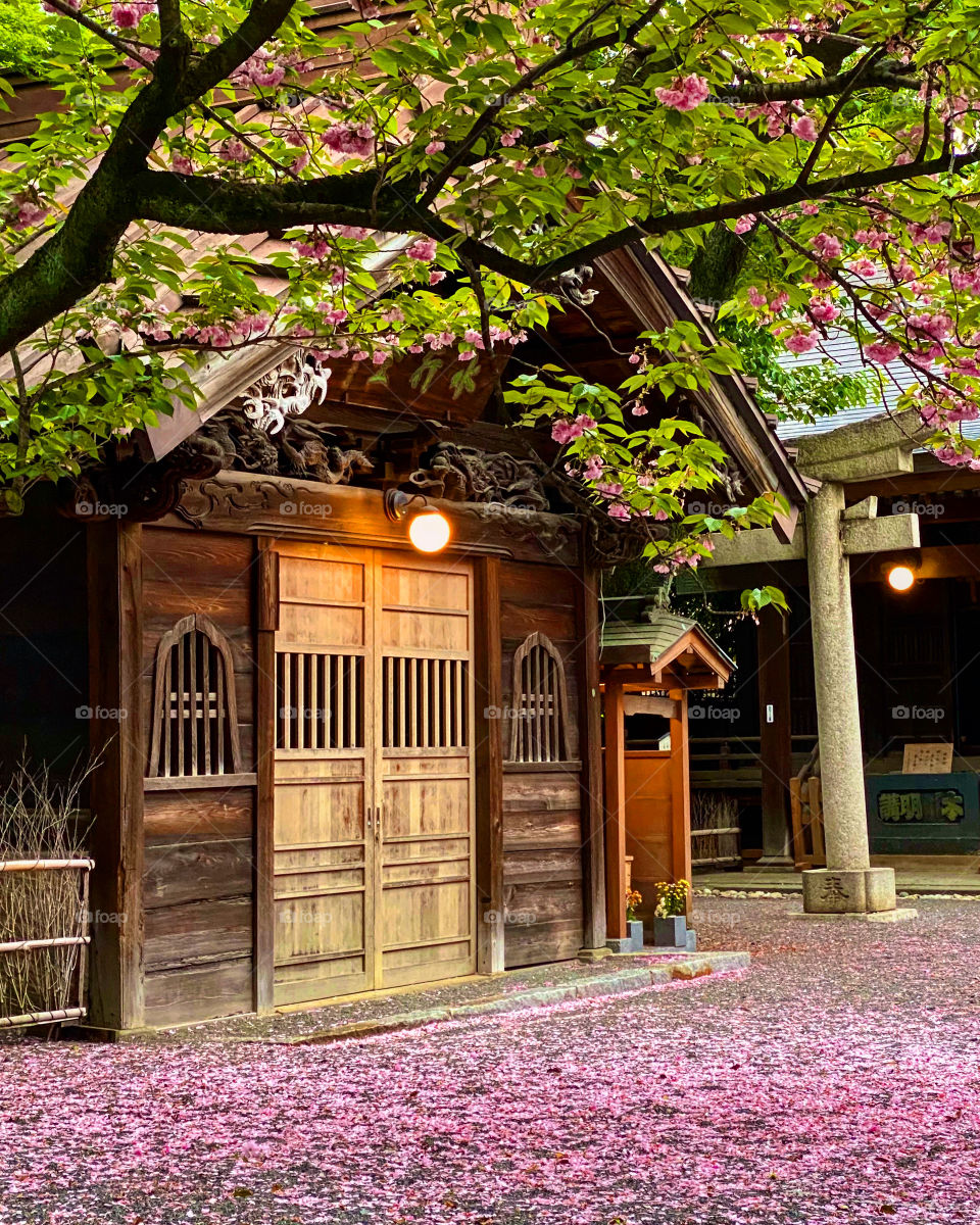 Multi-petalled cherry blossoms making a beautiful natural pink carpet on the ground at this local shrine in Tokyo. Serenity within a busy metropolis.