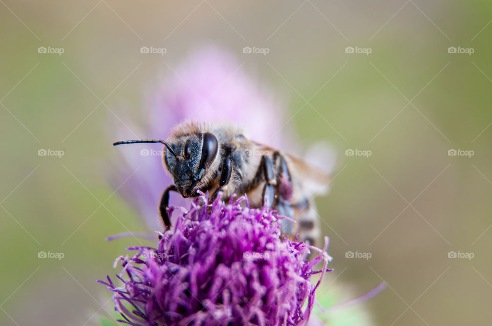 Ber on a purple flower