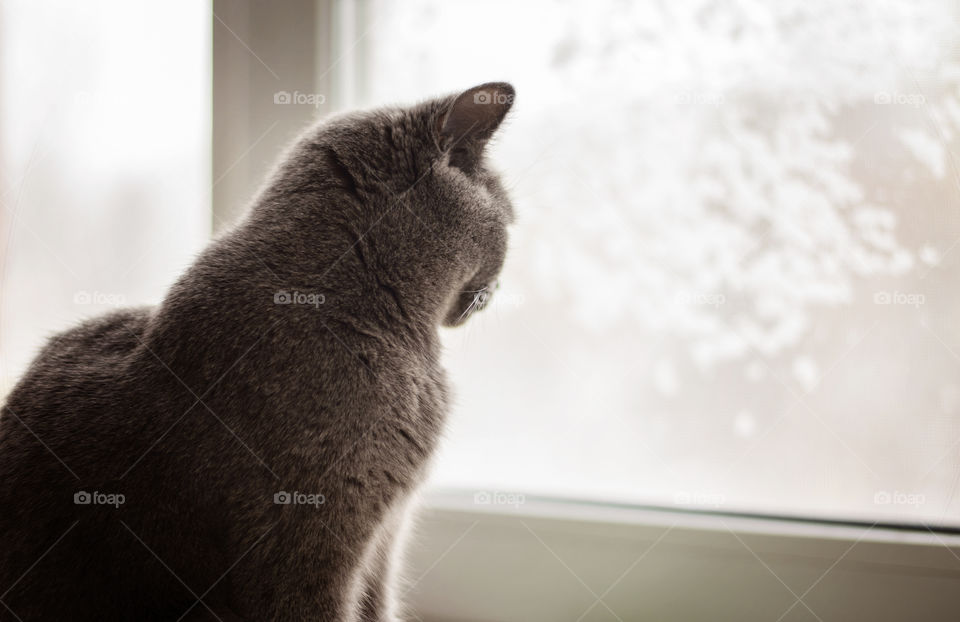 Cat looking at the window