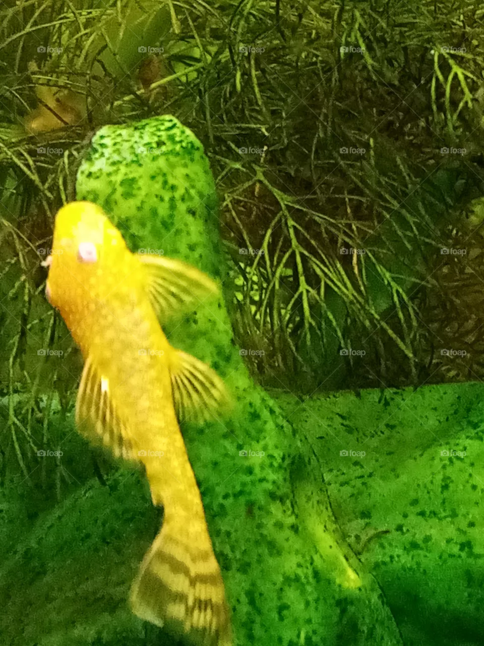 Aguarium