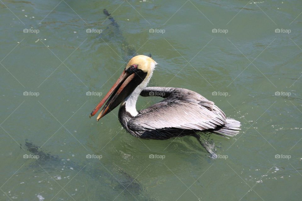 Pelican