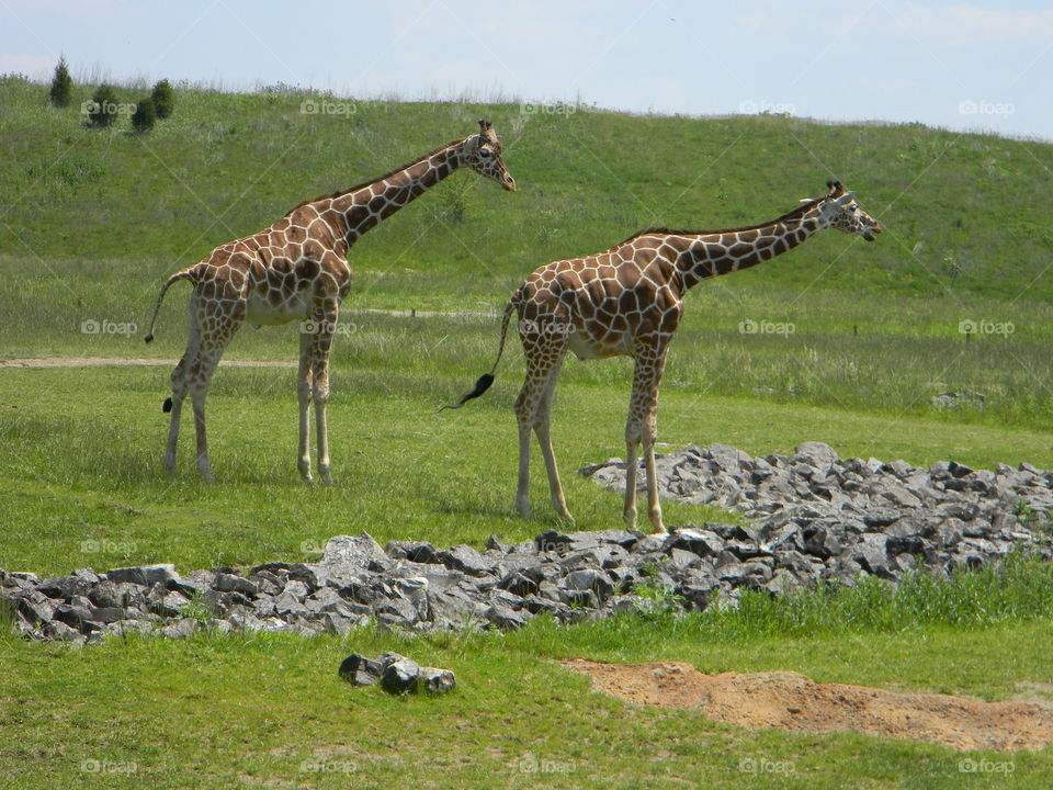 Giraffes