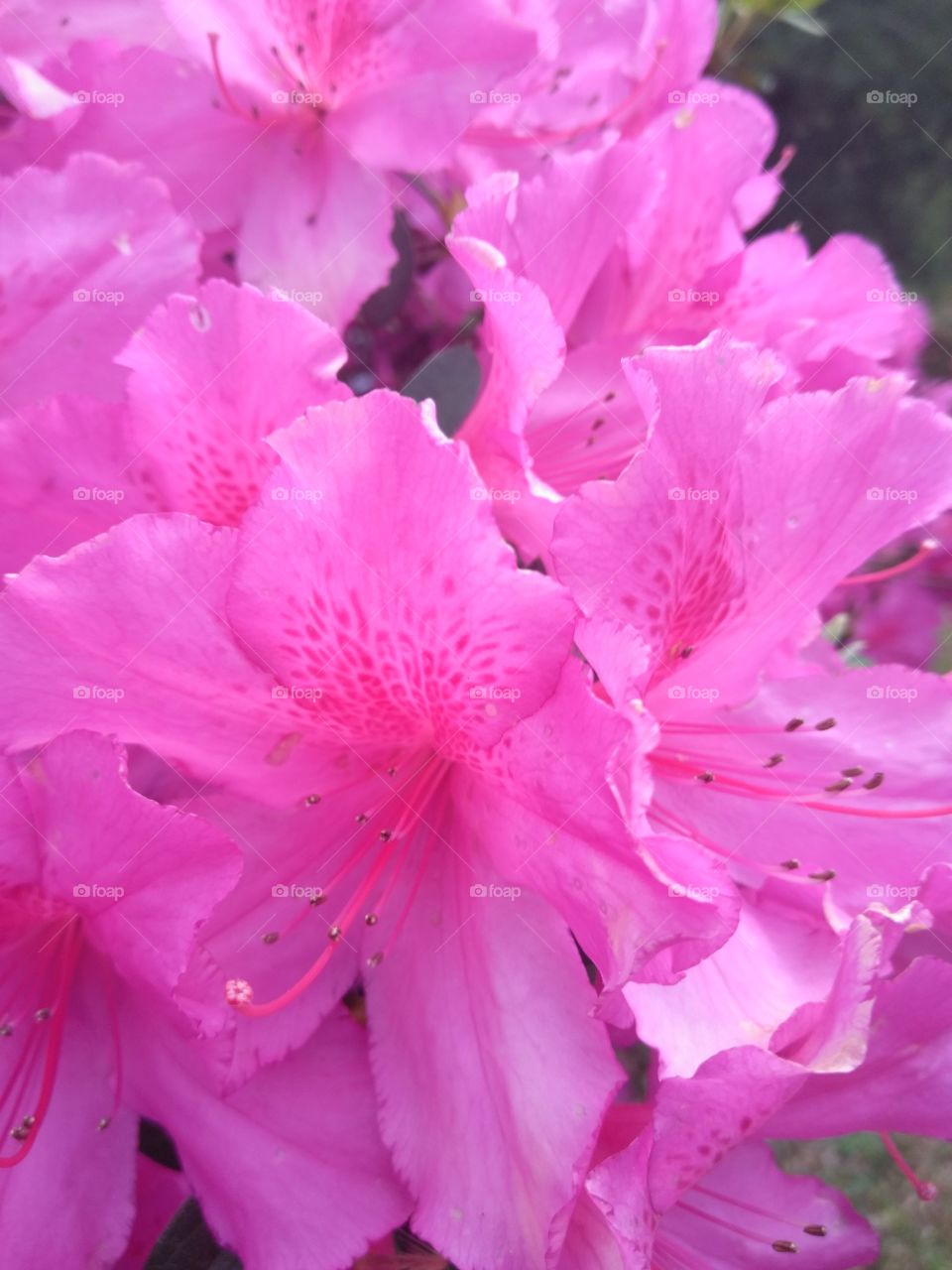 Close up of large vibrant pink azalea blooms