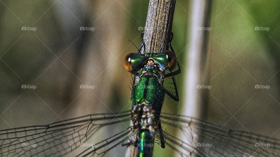 Tiempo de bichos 
Libélula