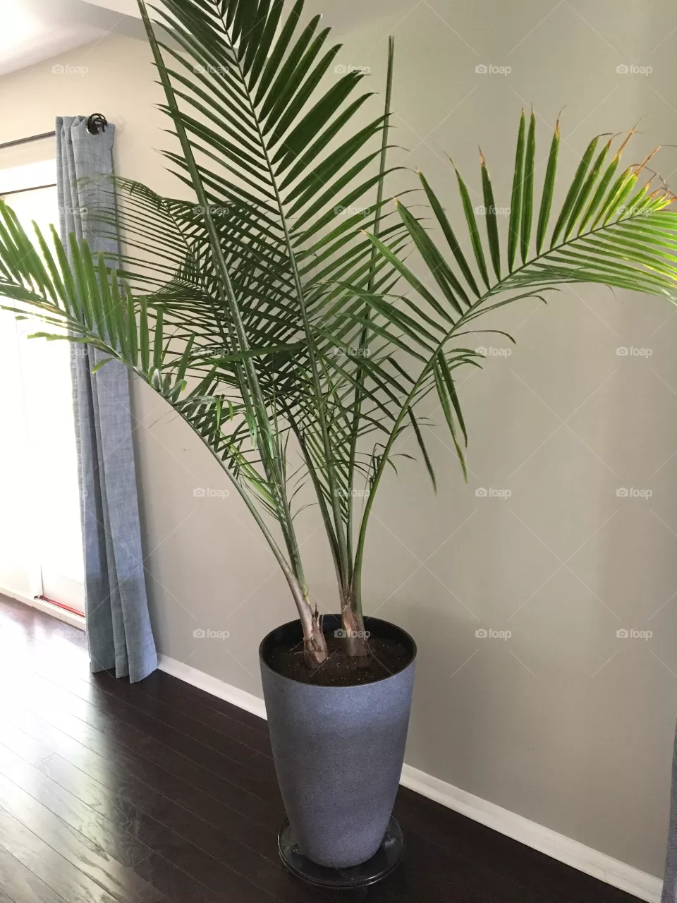 Plant 