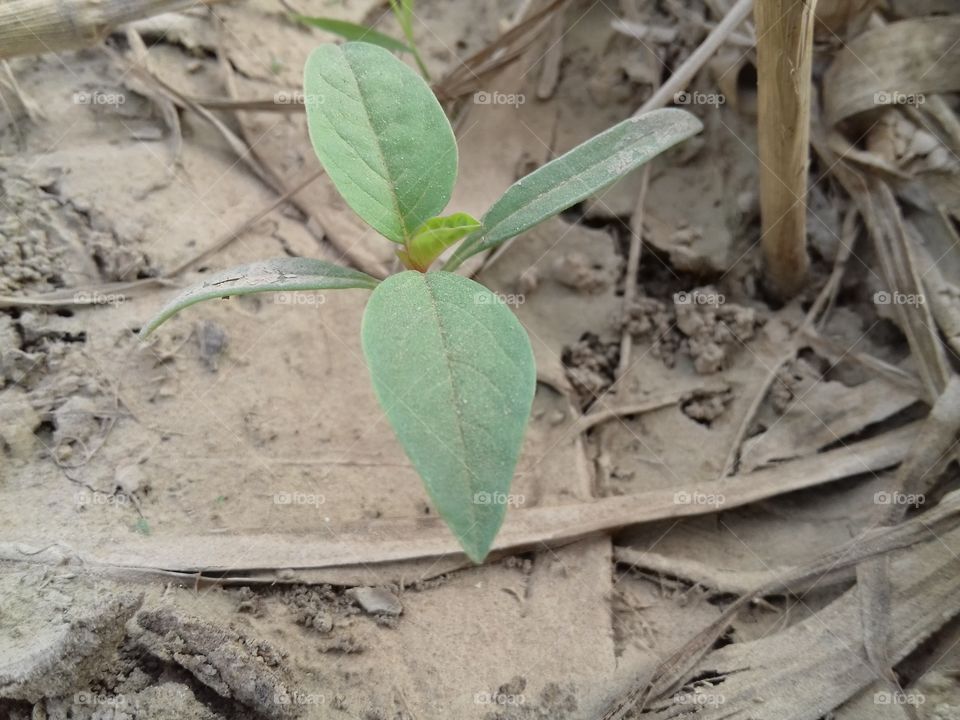 wow ! green plant in the land of earth.great.