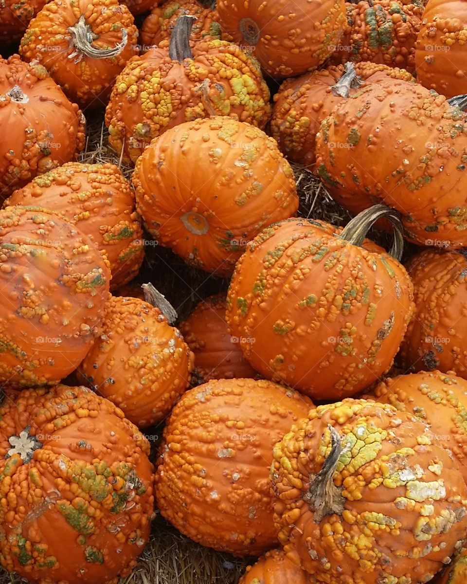 Pumpkin Pile