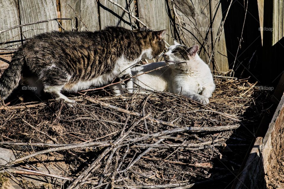 two cats sniffing each other on a brush pile