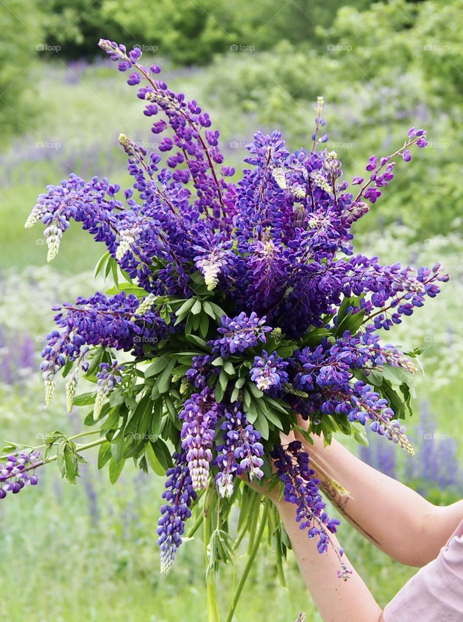 bouquet of lupines