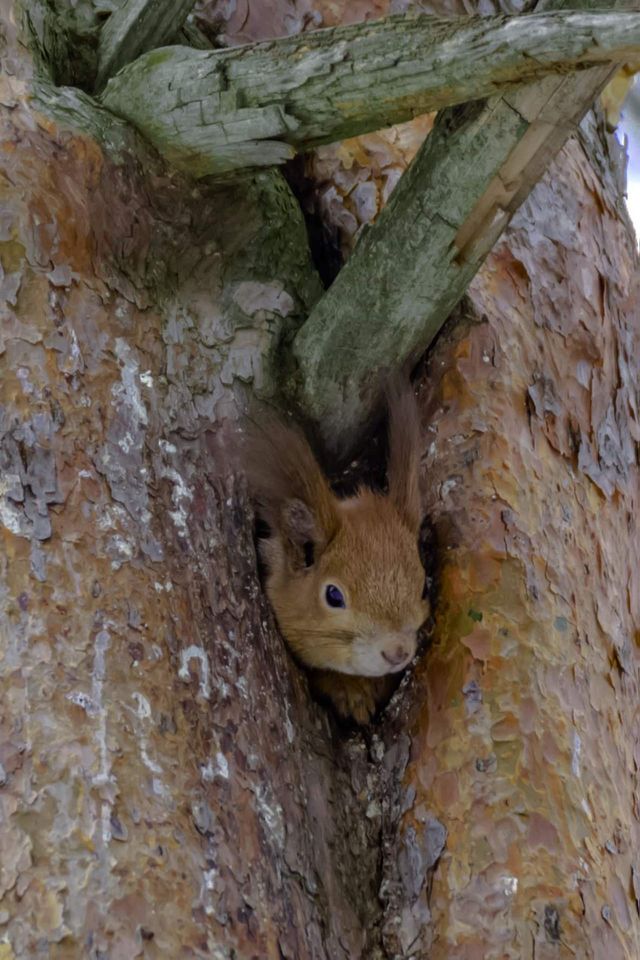 Squirel