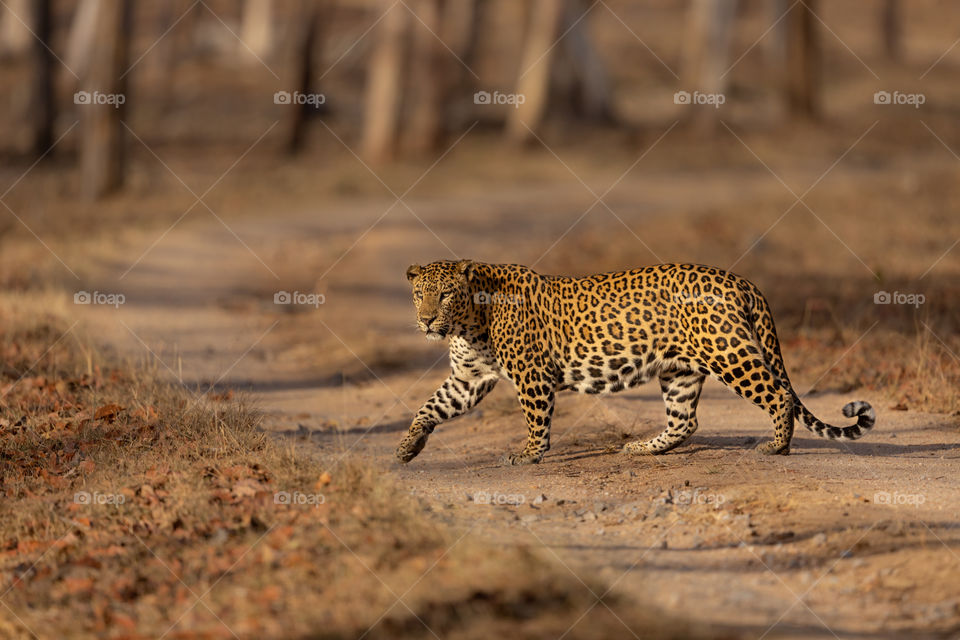 He who lived with NO FEAR