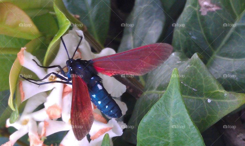 Cool Bug. Winged Spotted Bug on Flowers