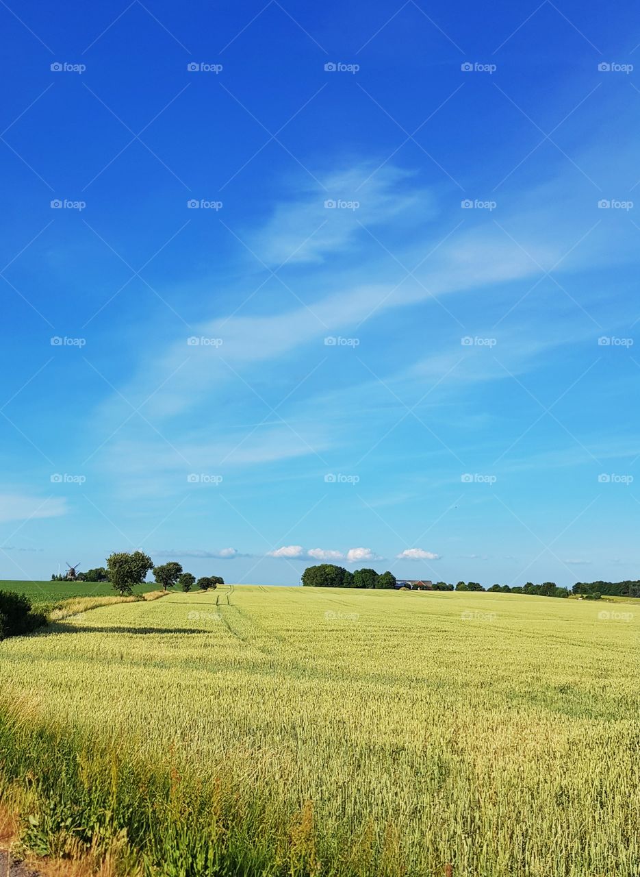 Field and sky