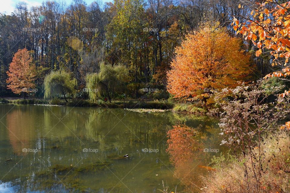 Autumn Reflection