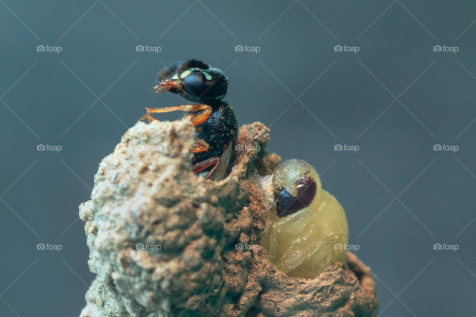 Wasp and it's larva