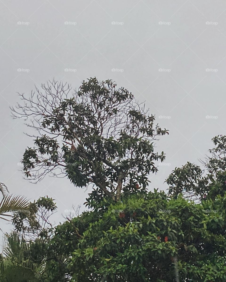 🌄🇺🇸 An extremely beautiful dawn in Jundiaí, interior of Brazil. Cheer the nature! / 🇧🇷 Um amanhecer extremamente bonito em Jundiaí, interior do Brasil. Viva a natureza! 
