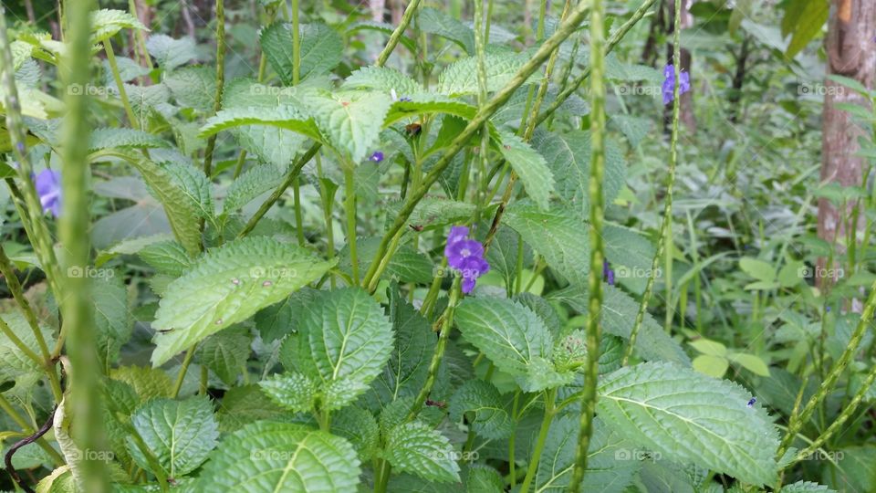 purple flower