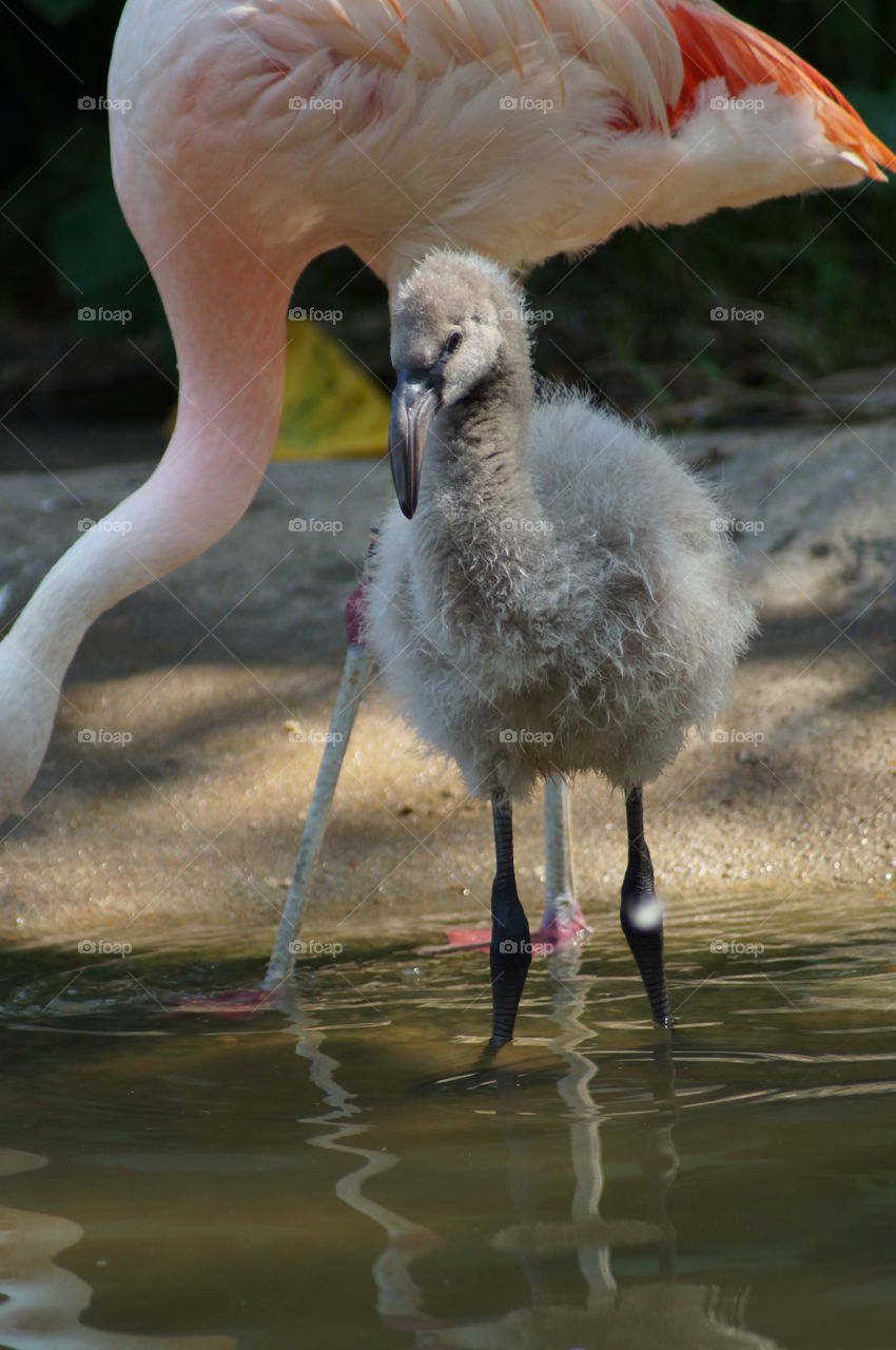 Flamingo in pond