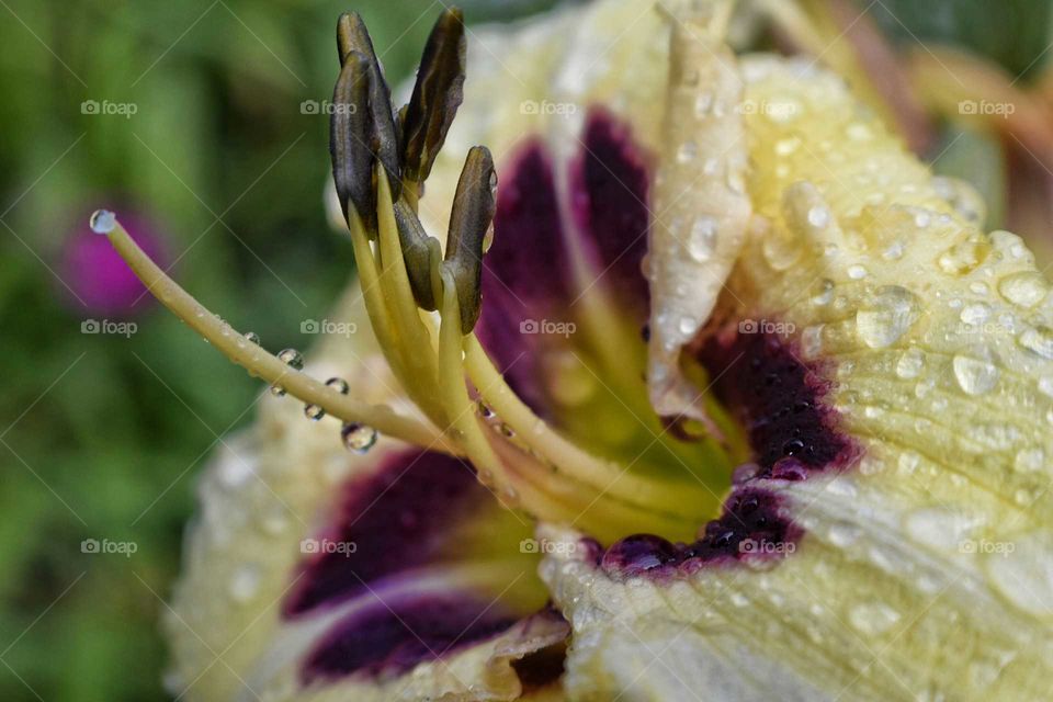 Close-up of day lily