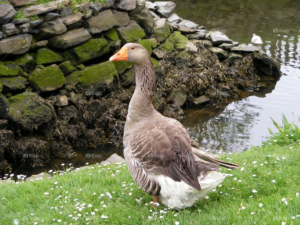 A brown and white duck near the water