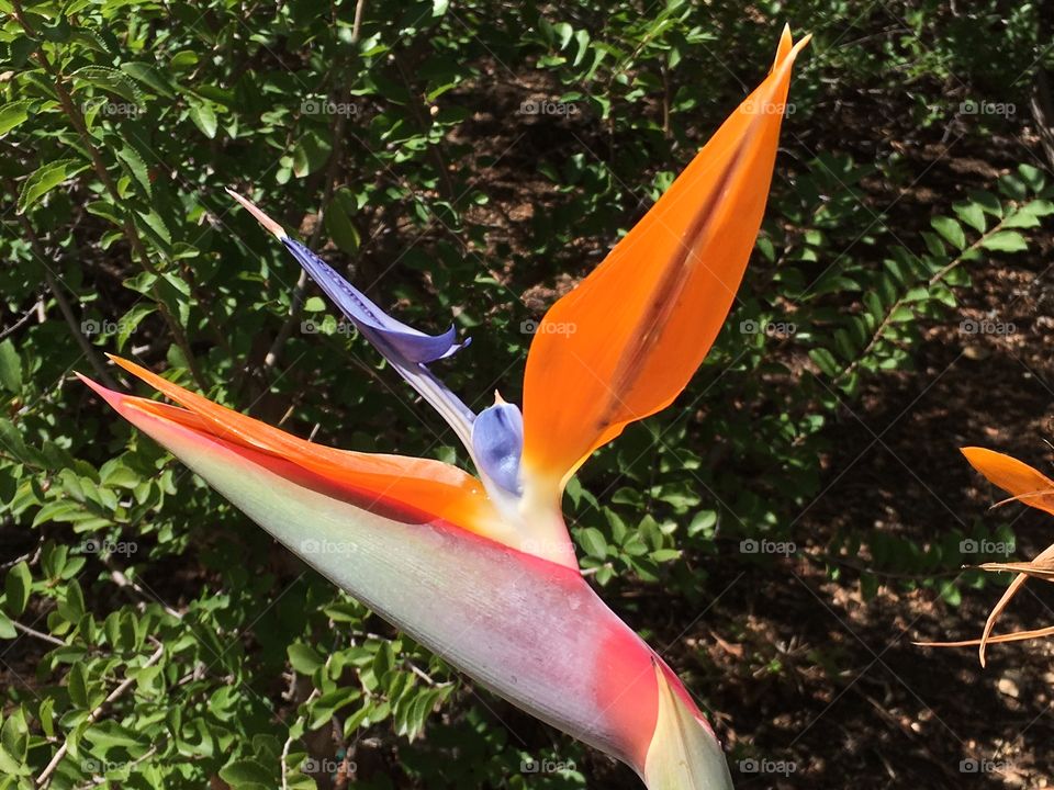 Bird of Paradise