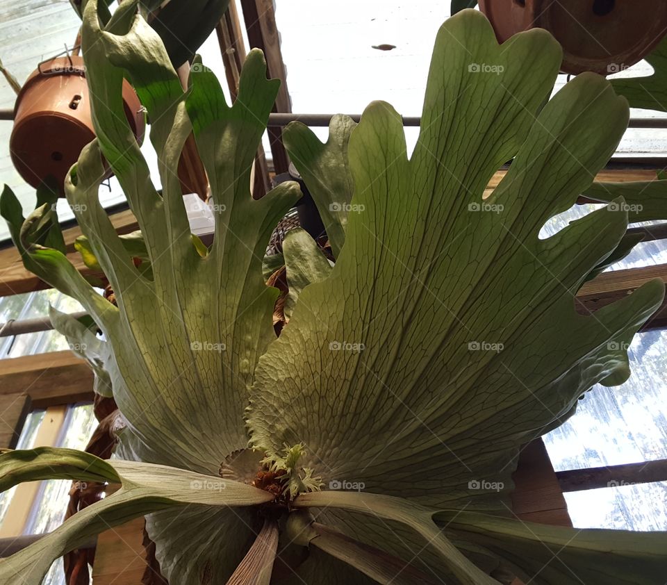 staghorn fern