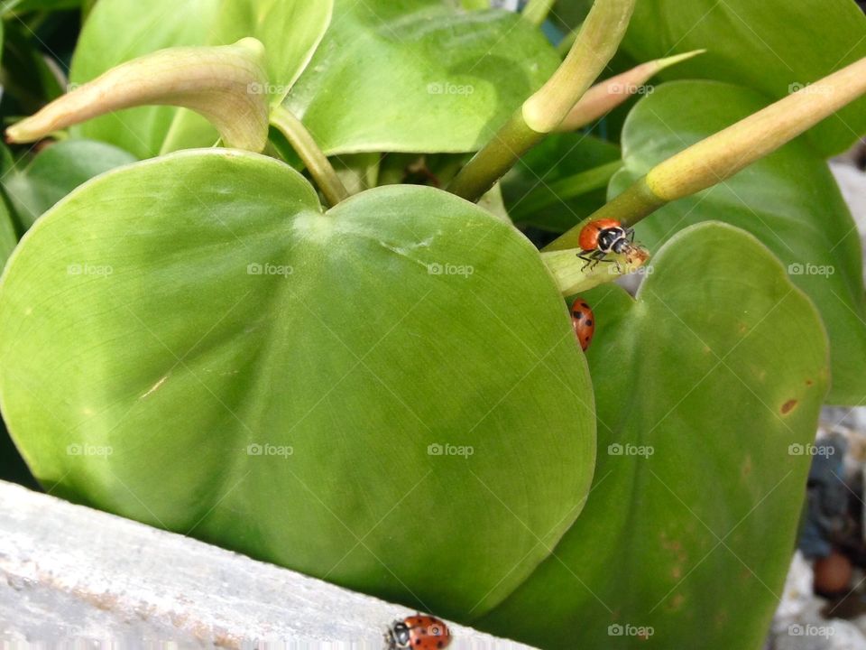 Ladybugs
