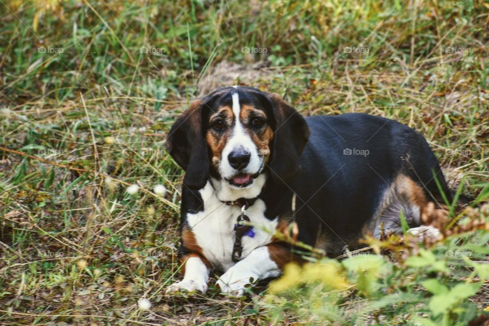A primarily black colored beagle/basset hound mix lounging in the cool, shaded grass.