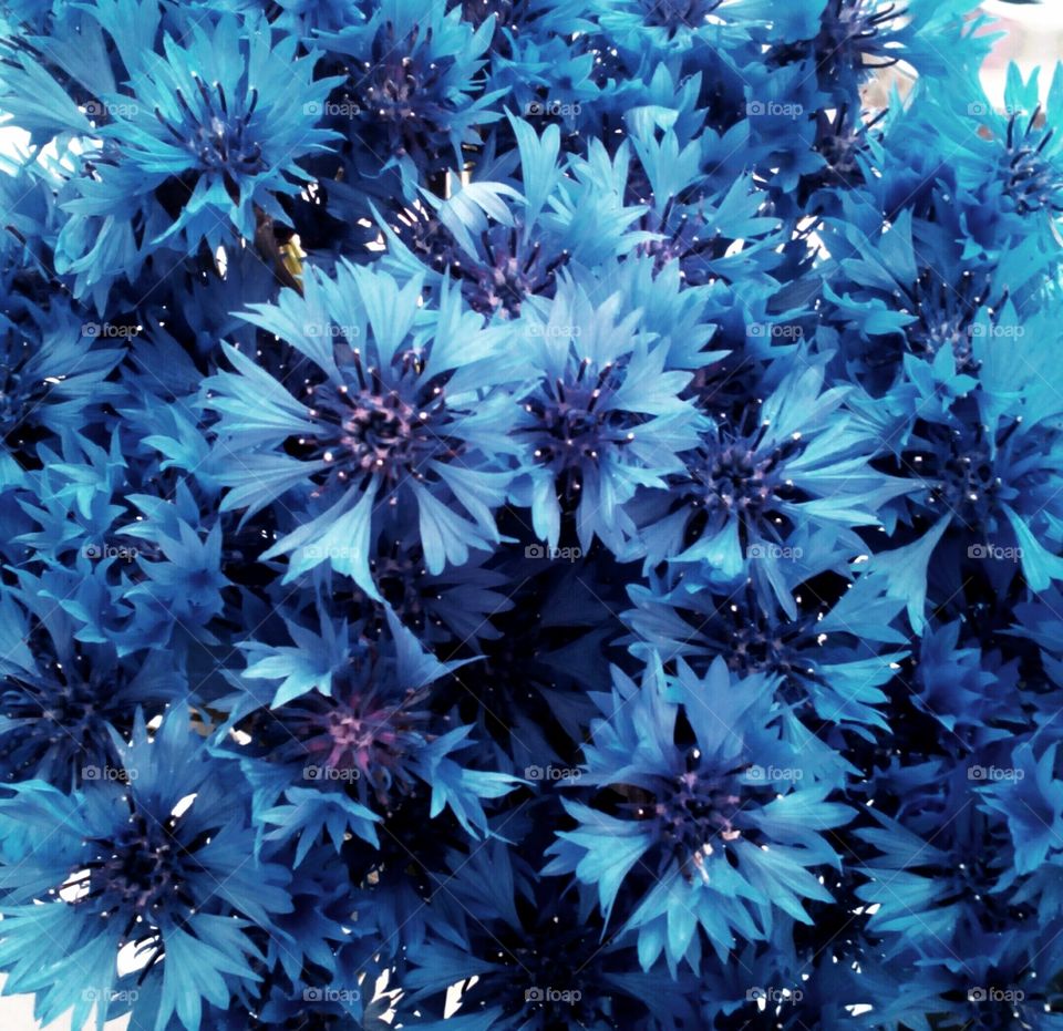 blue cornflowers background