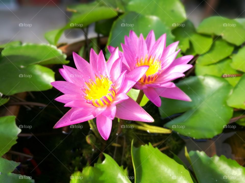 Pink lotus #1