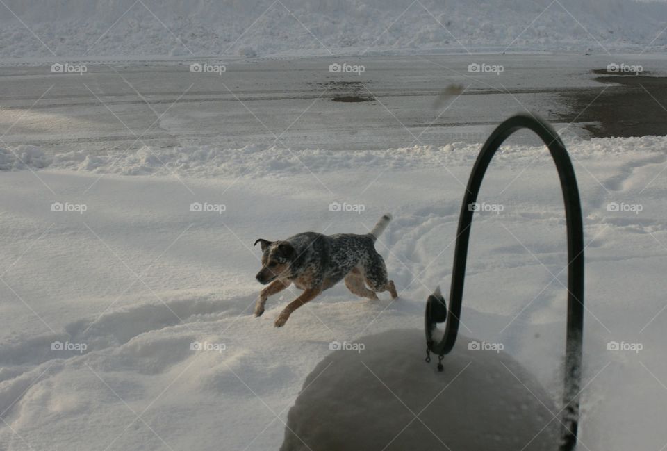 fun in the snow with a Blue Heeler