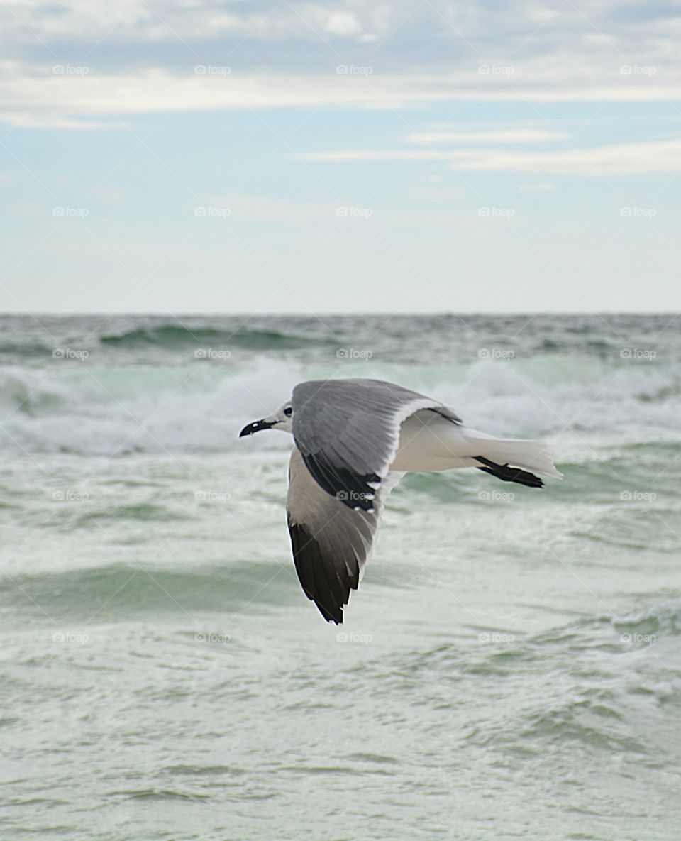 Seagull flying over the Gulf of Mexico in search of food