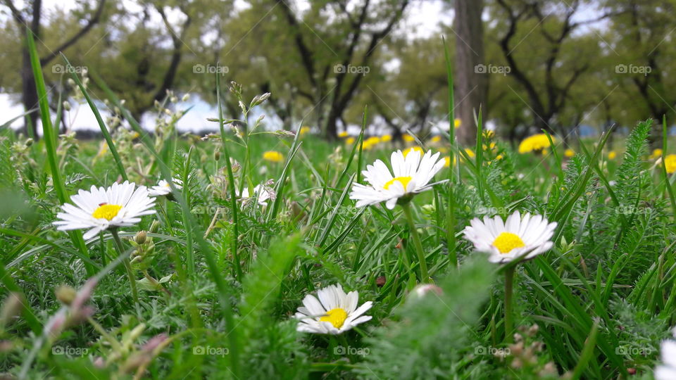 Flowers