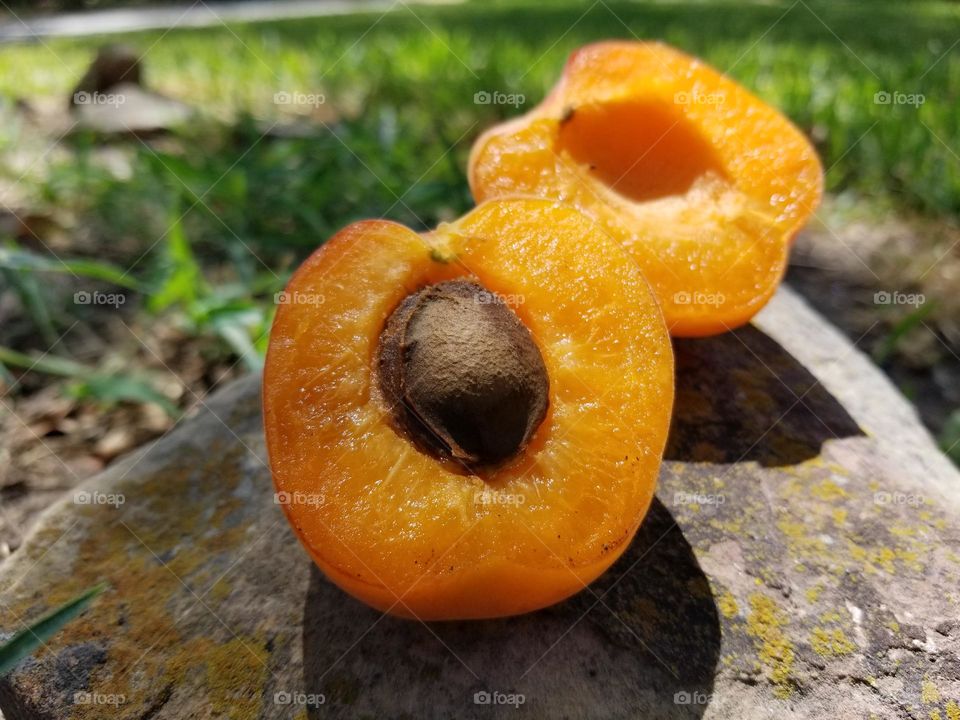 Fresh Apricot Halves with the seed on a rock outside in the sun