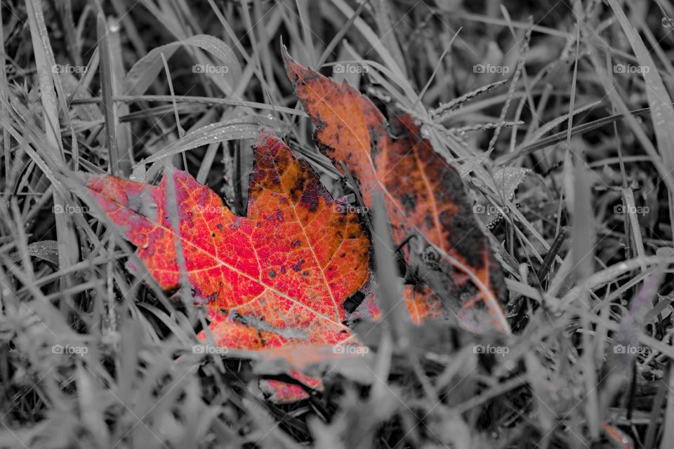 fallen leaf dying in the grass
