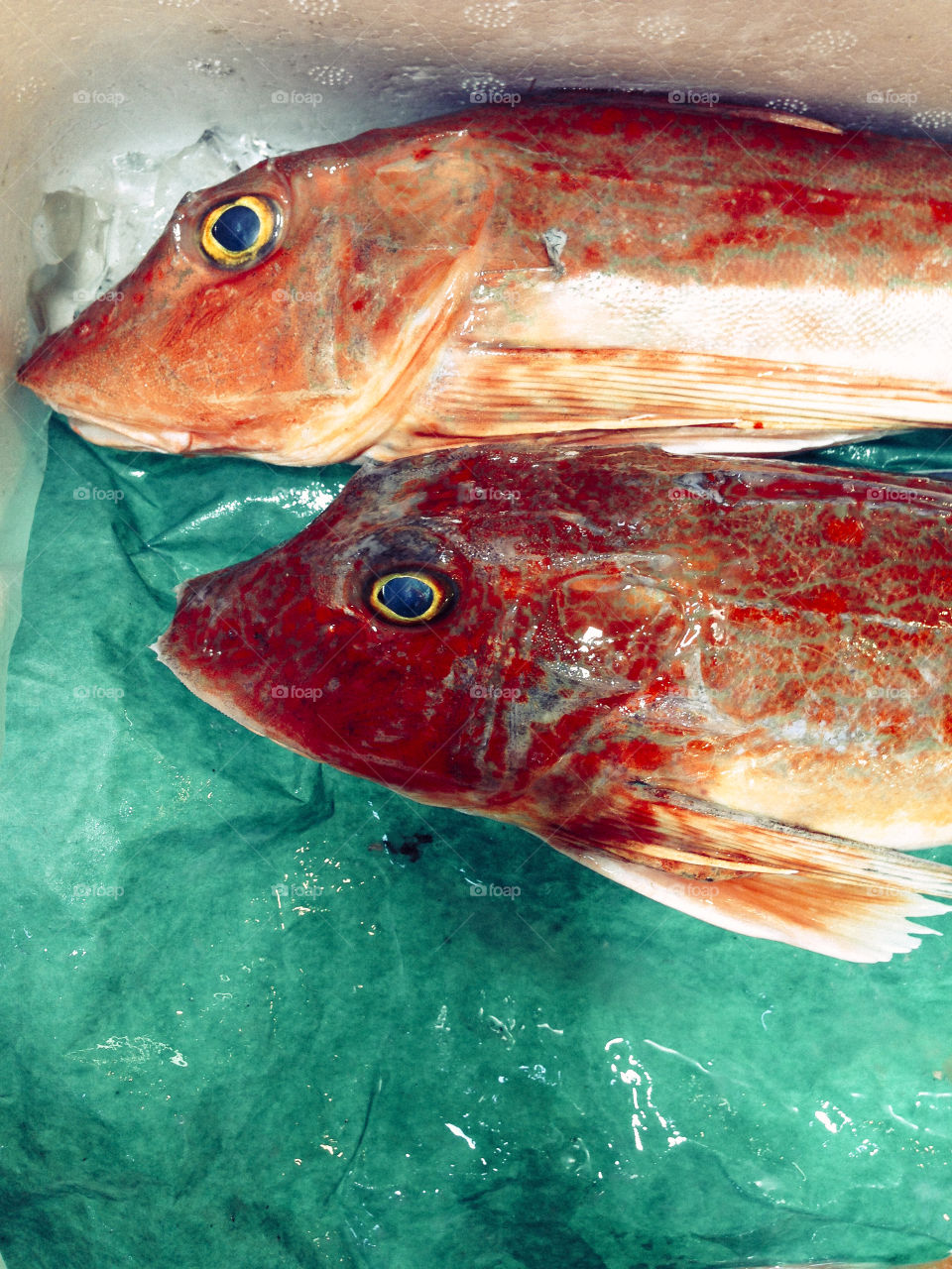 Fish. Red fish at Tsukiji market, Tokyo