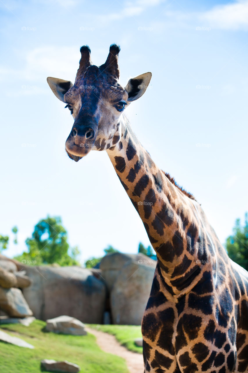 Close-up of a giraffe