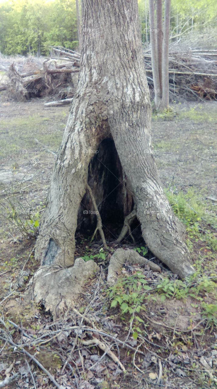 tree trunk
