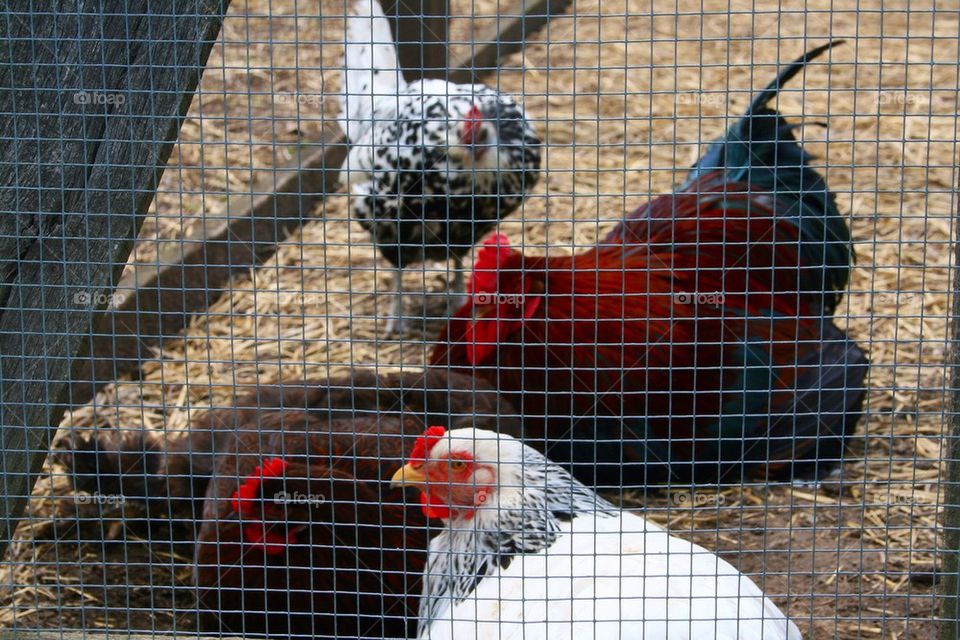 Hens and Roosters