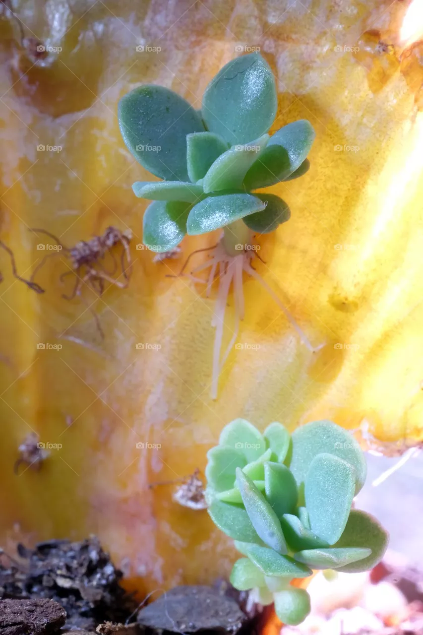 Close up succulent