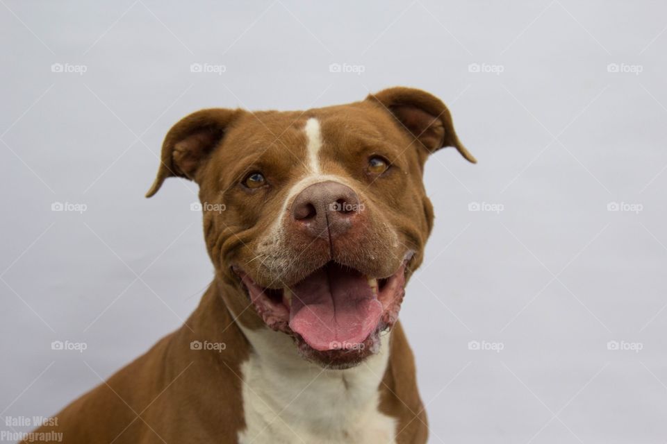 Dog, Mammal, Cute, Portrait, Canine