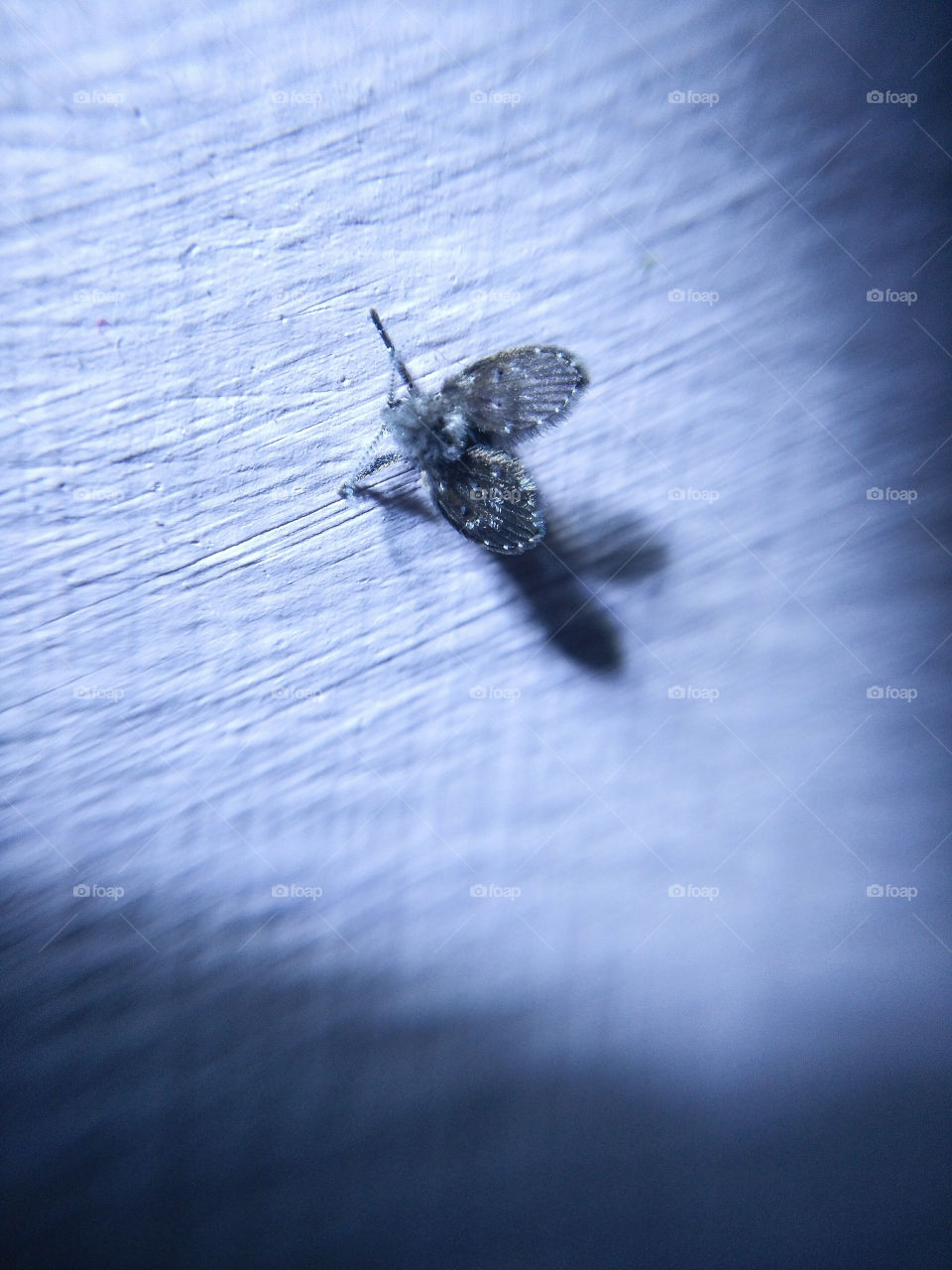 mosquito in my house